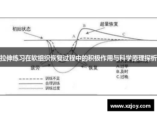 拉伸练习在软组织恢复过程中的积极作用与科学原理探析